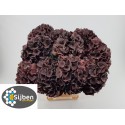 hortensia Dark Ruby Classic 60 - Sijben...