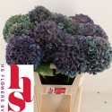 hortensia M CH PIMPERN CL - J.C....