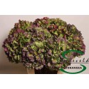 hortensia M CH VERE BL CL - Sonneveld...