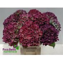 hortensia M ROY BENEFI CL - Pico Bello...