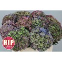 hortensia odeo Classic Bonte couleurs 50cm...