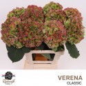 hortensia Verena Classic 60 cm - Rodewijk...