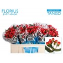 Hypericum Coco Tango MF - Florius BV