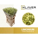 LIM SIN CHINA LEMON - Klaver Flowers