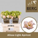 lysianthus G ALISSA L APRIC - Berglisianthus