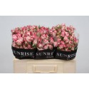 R branchue REFLEX - Sunrise Roses / BSI