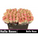 R GR BELLE ROSE 40 - Minaye Flowers