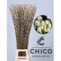 Salix caprea 'Snow Flake' 120cm - Chico...