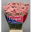 statice EMMA PEACH+ - TONIE Flowers