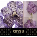 Vanda Sunanda Lilac Starlight - Ansu