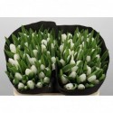 Tulipe se royal virgin - Black Label Laan...