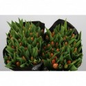 Tulipe se time out - Black Label Laan Tulips