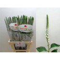 LYSIM MOONLIGHT - Benev Flora Ltd