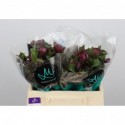 Helleborus Mammoth Red - Marginpar / KD