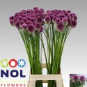 allium sphaerocephalon -90 - Nol...