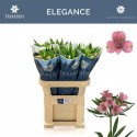 Alstroemeria Elegance 50 gram - Tesselaar...