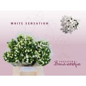 bouvardia blanc SENSATION 40 - Vreeken...