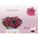 bouvardia ROY ROZA 40 - Vreeken Bouvardia