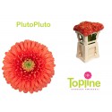 GE MB PlutoPluto - Topline Gerbera