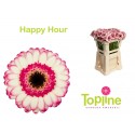 germini Happy Hour - Topline Gerbera