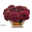 hortensia Pink Ruby CL l.60 bol 18 - De...
