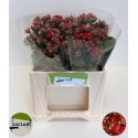 Kalanchoe Pretty Red Meadow - Laurant Fleur
