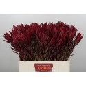 Leucadendron Jester - Odilia / CU