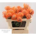 Leucospermum Ayoba Mandarin Zest -...