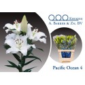 lilium Pacific Ocean 4 90 - A. Bakker &...