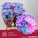 œillet gros Purple Fade SEL - Santa Dorotea