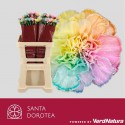 œillet gros Rainbow Light SEL - Santa Dorotea