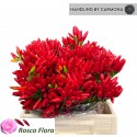 piment ANN RED FIRE - Rosco Flora