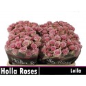 R branchue LEILA - Holla Roses BV