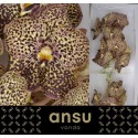 VANDA SU OCE MOCHA - Ansu