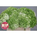hortensia m cannonball clasic - HIP-Holland