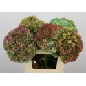 hortensia mac royal pride clasic -...