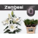lilium Zambesi blanc 2+ - .