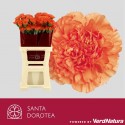 œillet gros Hermes Orange SEL - Santa Dorotea