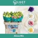 lysianthus G ALISSA varié FST - Lugt...