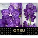 VANDA S VIOLET BLUE - Ansu