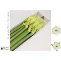 amaryllis GA WH SENSATION - Van Kester...