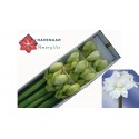 amaryllis Arctic nymph 10 60m - Havenaar...