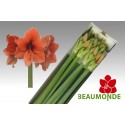 amaryllis desirex12-654 - Beaumonde BV