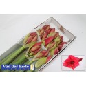 amaryllis GA ISABELLA - van der Ende Flowers