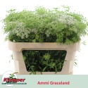 Ammi Graceland 70 - Fa. Klepper