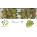 anthurium PISTACHE - Anthogether Wijnen