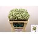 Astrantia major billion stars blanc XL -...