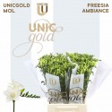 freesia Ambiance blc - UNICGOLD Mol Freesia