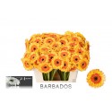 germini BARBADOS - Kwekerij Hesen BV