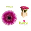 Germini Design - Topline Gerbera